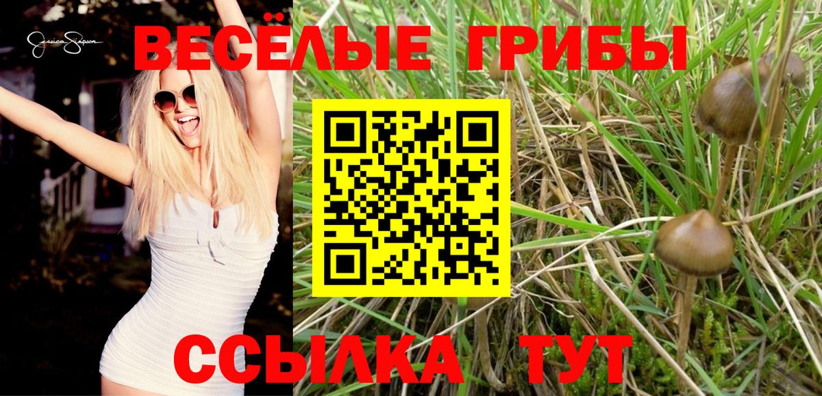 Кудрово  Галлюциногенные грибы Magic Shrooms  Вход с VPN 